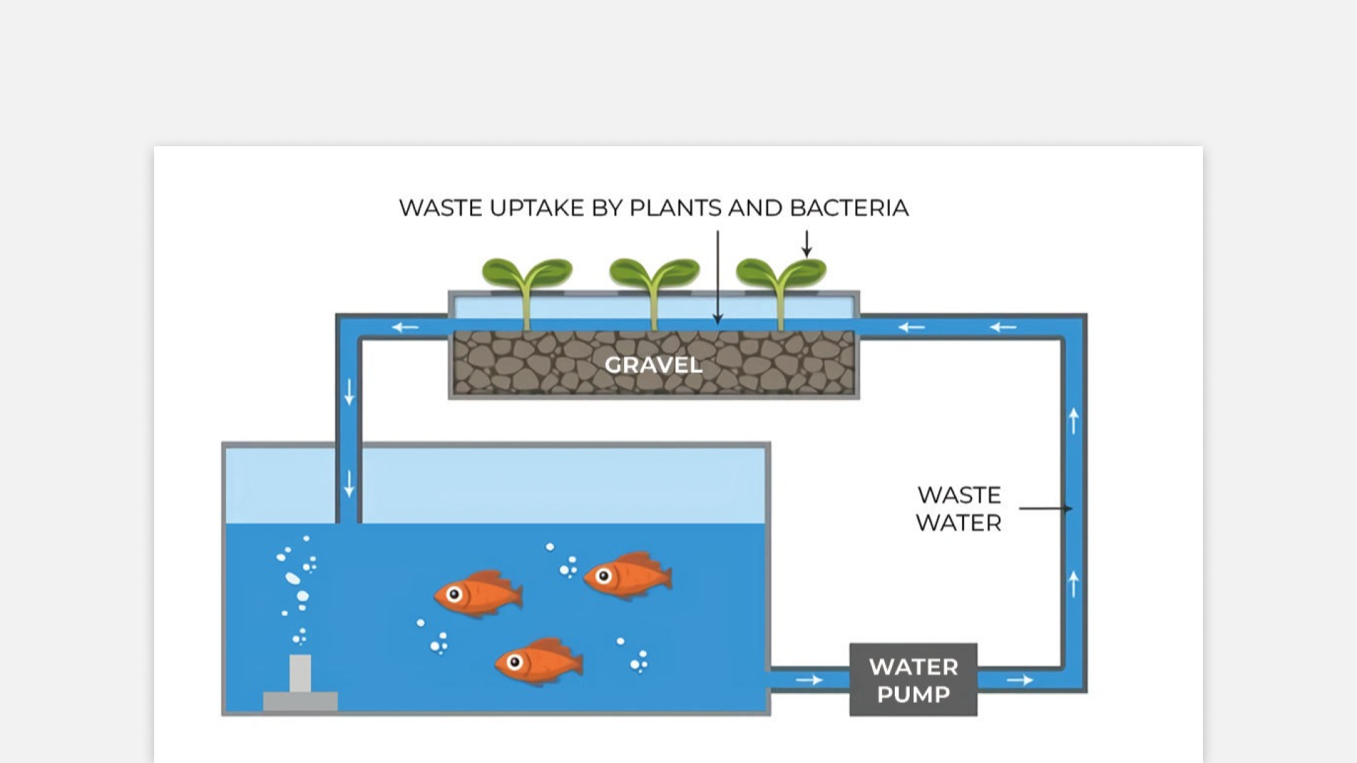 Living Bubbles aquaponics